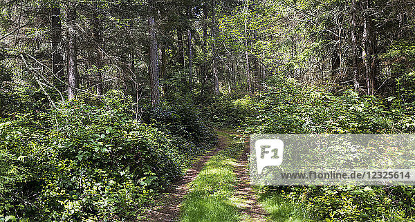 Ein Fahrweg durch einen sonnenbeschienenen Wald  der vom Hukiltea Coffee Shop zum Highway führt; Whidbey Island  Washington  Vereinigte Staaten von Amerika