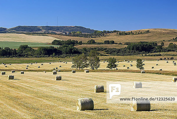 A field of hay bales with rolling foothills and blue sky in the background; Alberta  Canada