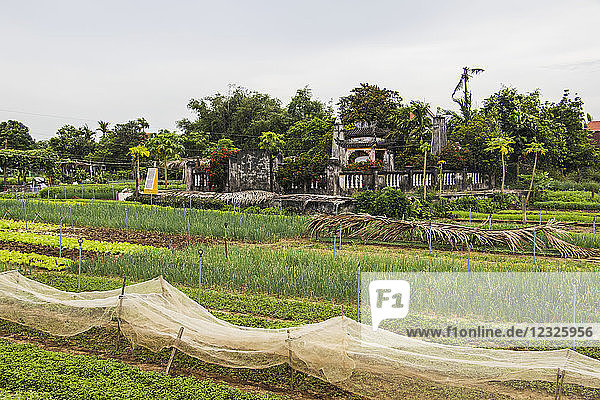 Kräuterfelder; Hoi An Ancient Town  Quang Nam  Vietnam