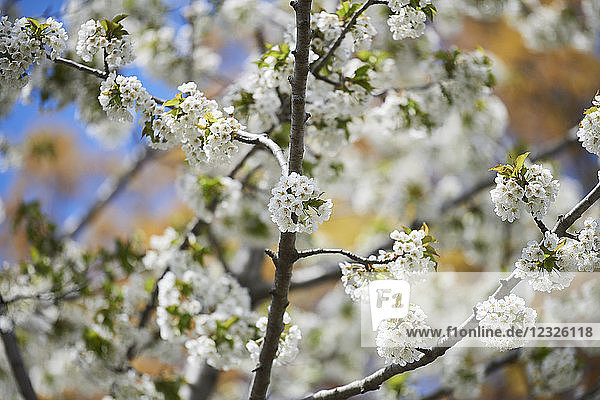 Nahaufnahme eines blühenden Baums mit Büscheln kleiner  weißer Blüten  Forsythia Festival; Cabbagetown  Ontario  Kanada