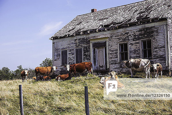 Weidende Kühe vor einem verlassenen Haus; Whale Cove  Nova Scotia  Kanada