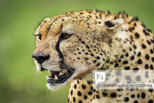 Nahaufnahme des Kopfes eines Geparden (Acinonyx jubatus)  der mit geöffnetem Maul über die Gräsersavanne blickt. Sein goldenes Fell ist mit schwarzen Flecken bedeckt  und auf seinem Gesicht befinden sich Blutspuren von einem erlegten Tier  das er gerade gefressen hat. Aufgenommen im Serengeti-Nationalpark auf üppigem Grasland; Tansania