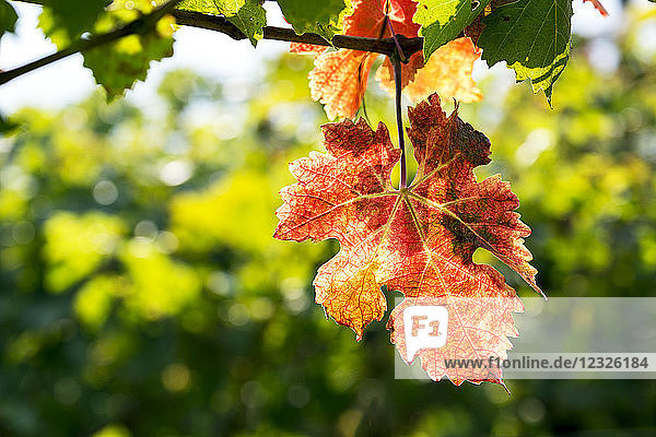 Nahaufnahme eines bunten Traubenblatts  das im Herbst an der Rebe hängt; Trient  Trient  Italien