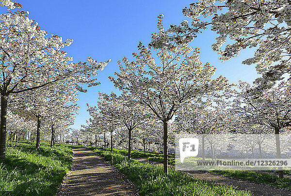 Tai-Haku-Kirschbäume im Kirschgarten des Alnwick Garden; Alnwick  Northumberland  England