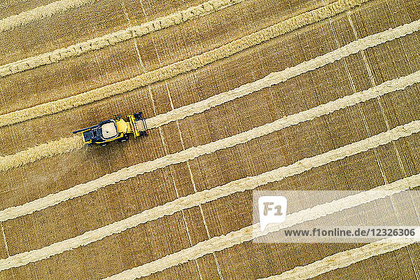 Künstlerische Luftaufnahme direkt über einem Mähdrescher  der Reihen von Getreide einsammelt; Beiseker  Alberta  Kanada