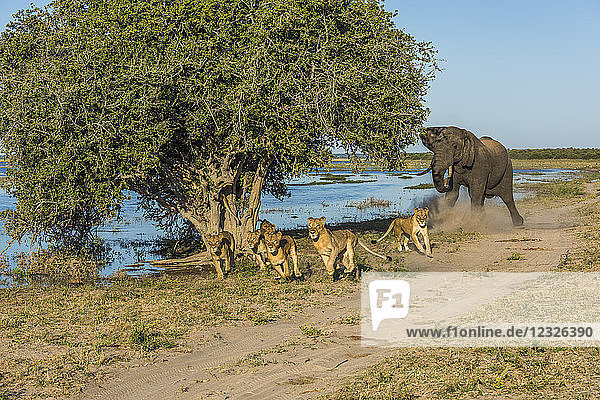Afrikanischer Buschelefant (Loxodonta Africana) verjagt sechs Löwen (Panthera Leo) am Flussufer; Botswana