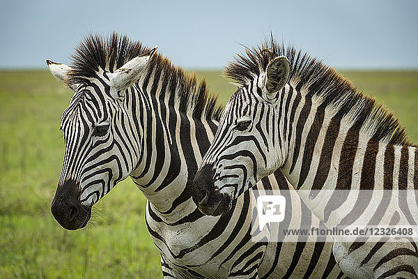 Nahaufnahme von zwei Steppenzebras (Equus quagga)  die Seite an Seite stehen  Ngorongoro-Krater; Tansania