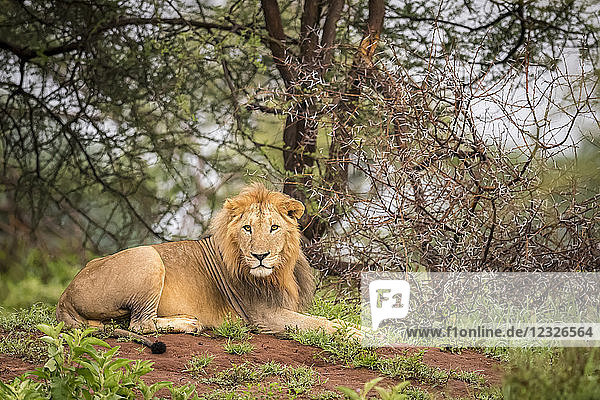Männlicher Löwe (Panthera Leo) auf der Bank liegend und der Kamera zugewandt  Tarangire National Park  Tansania