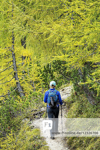 Female hiker along alpine trail with autumn colours; Sesto  Bolzano  Italy