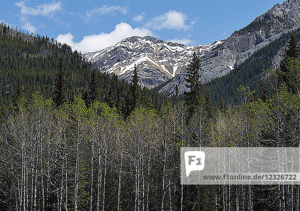Ein dichter Wald in einem Tal in den kanadischen Rocky Mountains  Banff National Park; Alberta  Kanada