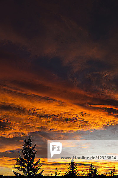 Dramatische bunte Wolkenformationen bei Sonnenuntergang mit Silhouette immergrüner Bäume; Calgary  Alberta  Kanada