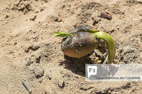 Nahaufnahme eines sprießenden Samenkorns im Sand von Beng Meala; Siem Reap  Kambodscha
