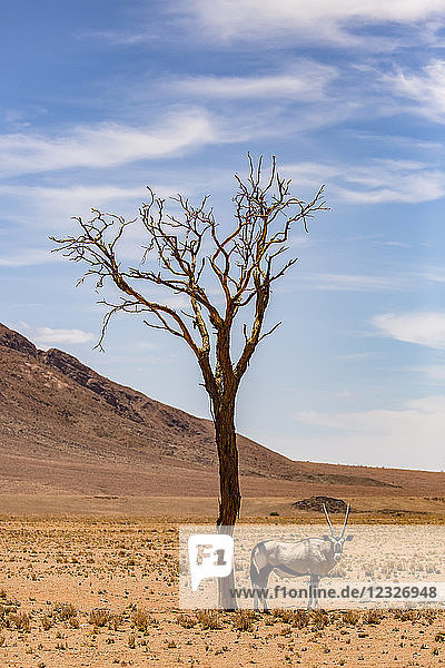 An antelope stands under a tree in the desert; Sossusvlei  Hardap Region  Namibia