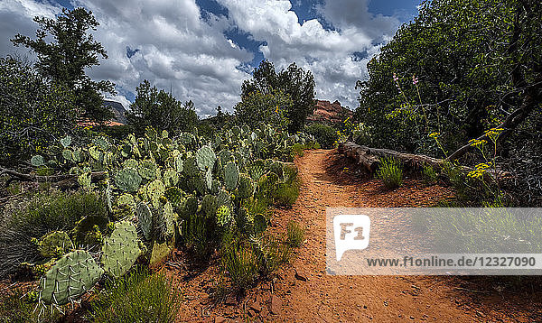 Ein roter Felsenweg  umgeben von Blumen  Kakteen und Bäumen; Sedona  Arizona  Vereinigte Staaten von Amerika