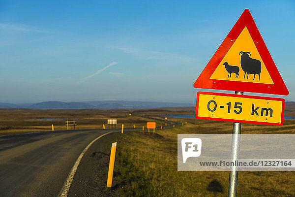 Straßenschild  das vor Schafen und einer Änderung der Geschwindigkeitsbegrenzung warnt  nahe Laugarvatn; Island