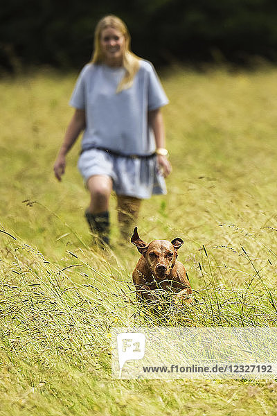 Ungarischer Vizsla  der von einer Frau auf einem Feld in Richtung der Kamera läuft; Reigate  Surrey  England