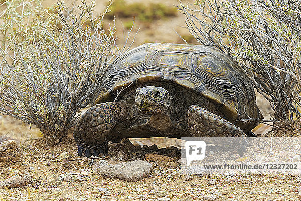 Nahaufnahme einer Wüstenschildkröte (Gopherus agassizii)  Mojave National Preserve; Kalifornien  Vereinigte Staaten von Amerika
