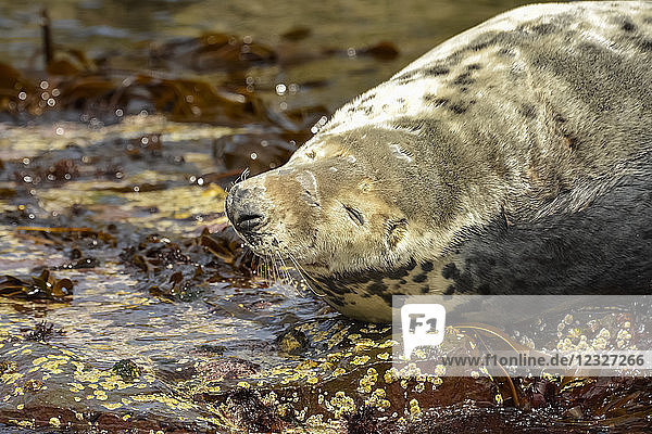 Eine Robbe  die sich auf den Felsen am Wasser ausruht; Farne-Inseln  Northumberland  England