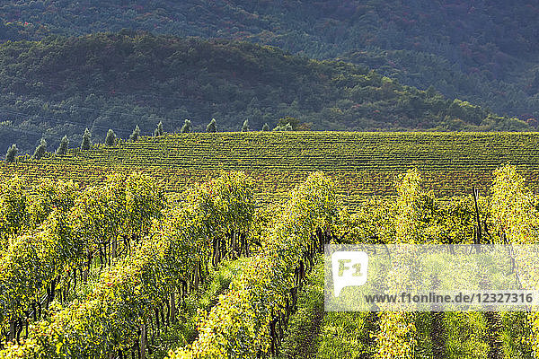 Reihen von Weinstöcken auf einem Hügel mit Weinbergen und sanften Hügeln im Hintergrund; Calder  Bozen  Italien