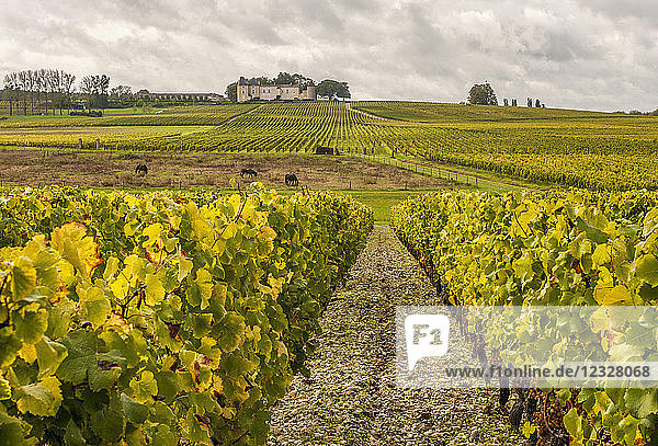 South West France PDO wine Sauternes vineyard chateau Yquem and its vineyards First Growth ''Premier cru superieur classe''. Mandatory credit: Yquem castle