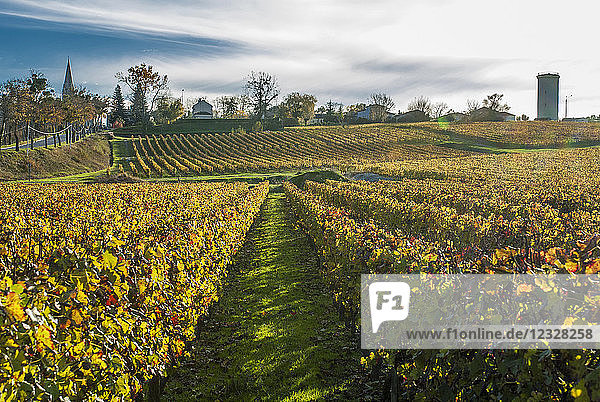 South West France PDO wine Graves vineyard vineyard rows during the fall in Budos. Mandatory credit: PDO wine Graves vineyard