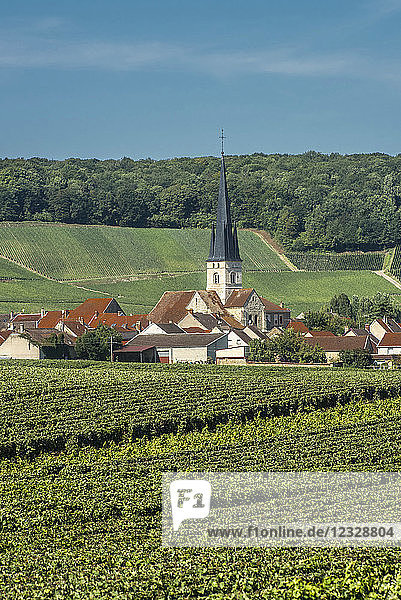 Frankreich  Grand Est  Marne  Chamery inmitten der Weinberge  Coteaux de Champagne