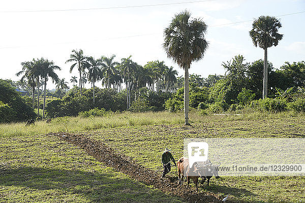 CUBA  Pinar del rio area  a man is plowing his field thanks to 2 oxen linked together by a wooden yoke