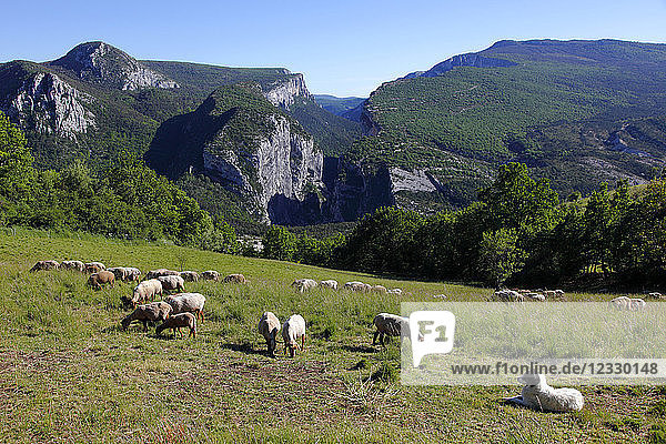 Frankreich  Provence Alpes Cote d'Azur  Alpes de Haute Provence (04)  La Palud sur Verdon  Verdon-Schlucht