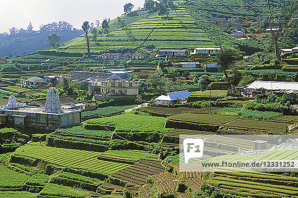 Sri Lanka Nuwara Eliya tea plantation landscape scenery