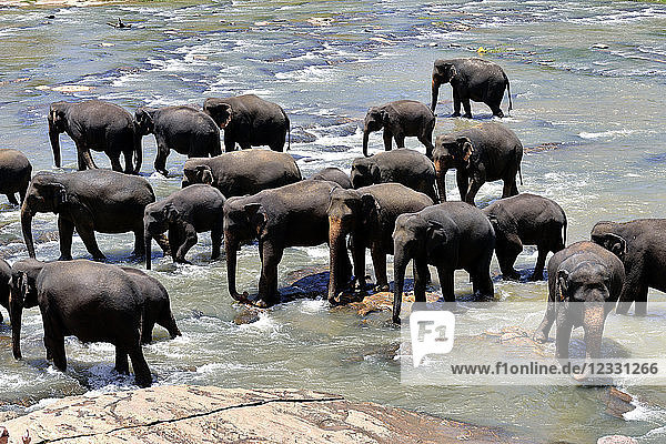 Sri Lanka  2017. Sigiriya  Elefantenwaisenhaus. Elefantenbäder.