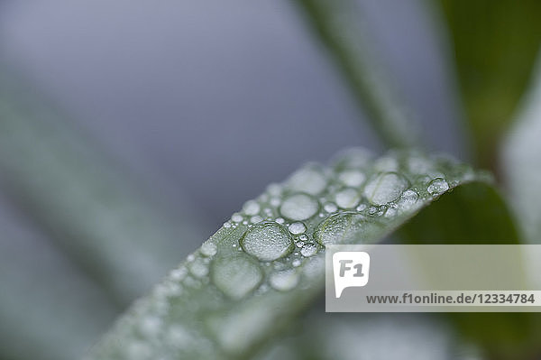 Raindrops on leaf  close-up