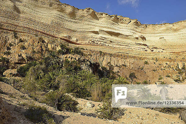 Oman  Dhofar  limestone canyon of Wadi Shuwaymiyah