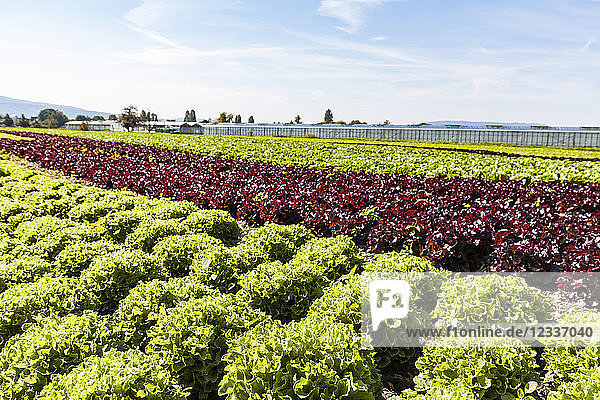 Germany  Constance district  Reichenau Island  greenhouses and vegetable cultivation