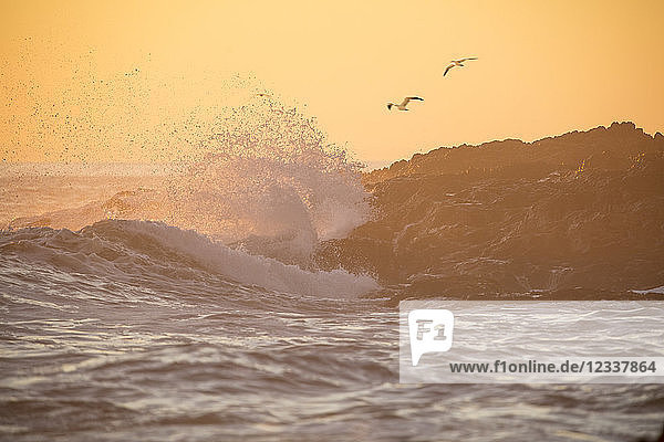 Africa  South Africa  Western Cape  Cape Town  birds flying over rocky coast  waves at sunset