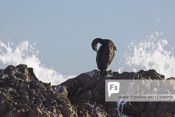Africa  South Africa  Cape Town  Bird sitting on the rocks  preening