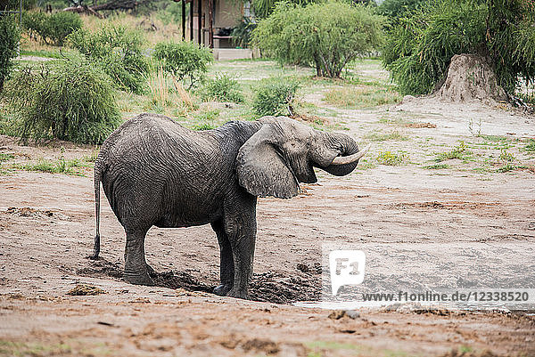 Elefant  Chobe-Nationalpark  Botswana
