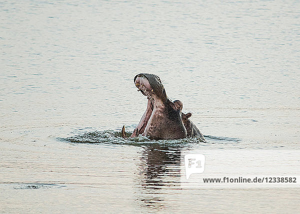 Kopfschuss eines Nilpferdes mit offenem Maul im Fluss  Krüger-Nationalpark  Südafrika
