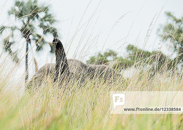 Elefant im hohen Gras  Okavango-Delta  Botswana