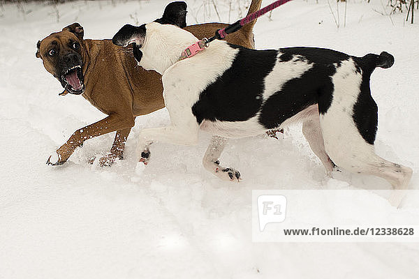 Dog snarling at dog on leash in snow