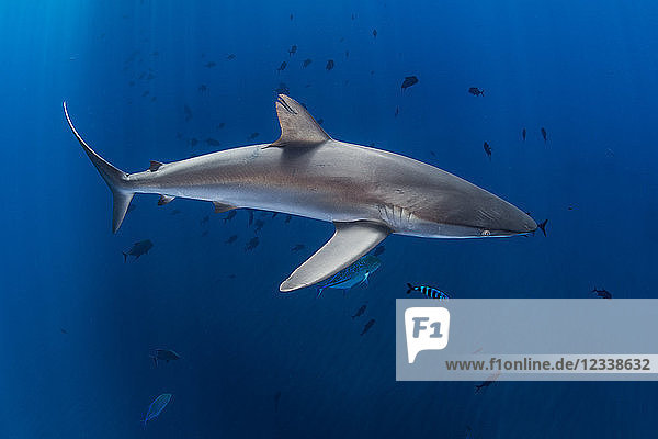 Silky shark in blue water  Revillagigedo  Tamaulipas  Mexico