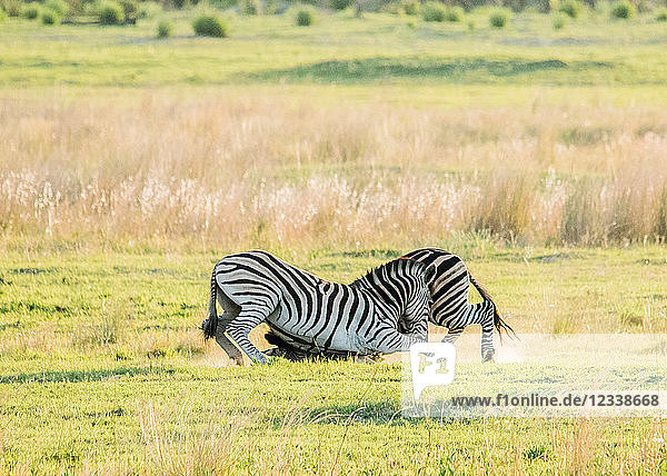 Zebra-Kämpfe  Okavango-Delta  Botswana