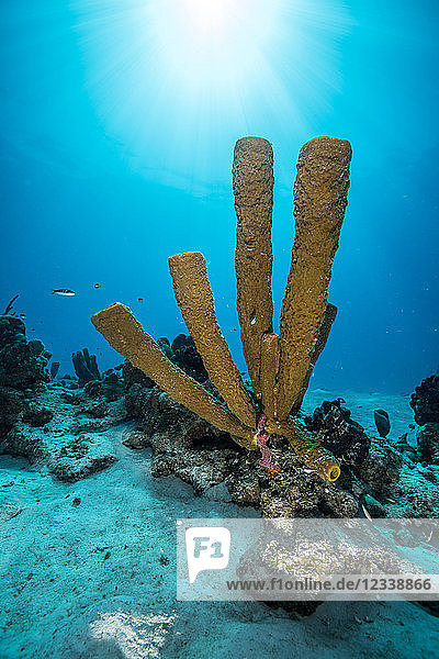 Reef landscape  Chinchorro Banks  Xcalak  Quintana Roo  Mexico