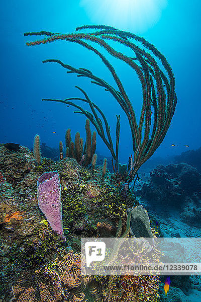 Reef landscape  Chinchorro Banks  Xcalak  Quintana Roo  Mexico