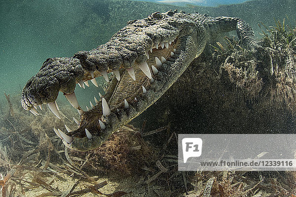 Amerikanisches Krokodil (Crocodylus acutus) in Untiefen mit Zähnen  Chinchorro Banks  Xcalak  Quintana Roo  Mexiko