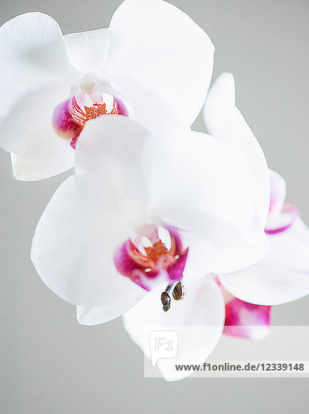 Weiße und rosa Orchidee  Nahaufnahme