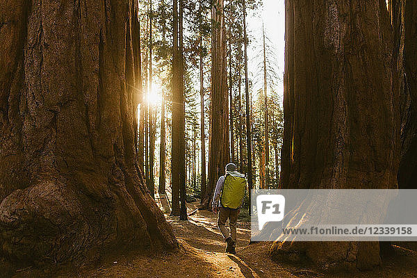 Wandern zwischen Mammutbäumen  Sequoia-Nationalpark  Kalifornien  USA