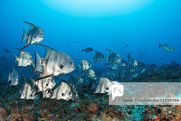 Atlantischer Spatenfisch rund ums Riff  Puerto Morelos  Quintana Roo  Mexiko