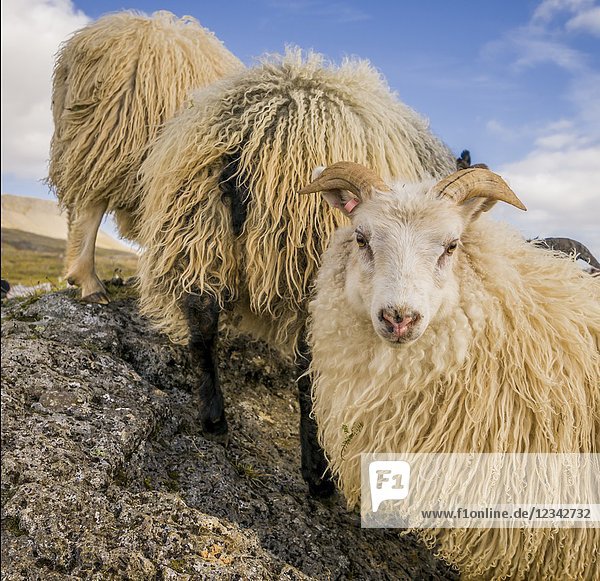 Icelandic Sheep  Autumn round-up  Iceland.
