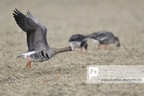 White-fronted Goose( Anser albifrons )  taking off from a stubble field with to feeding geese in the background  wildlife  Europe.