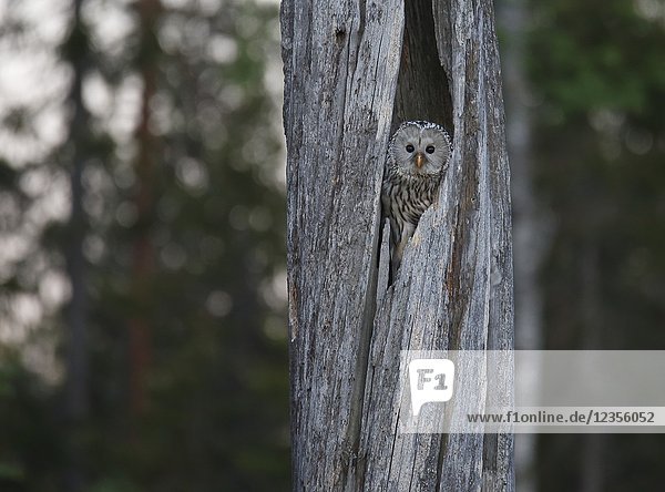 Ural Owl (Strix uralensis). Boden  Vasterbotten  Sweden